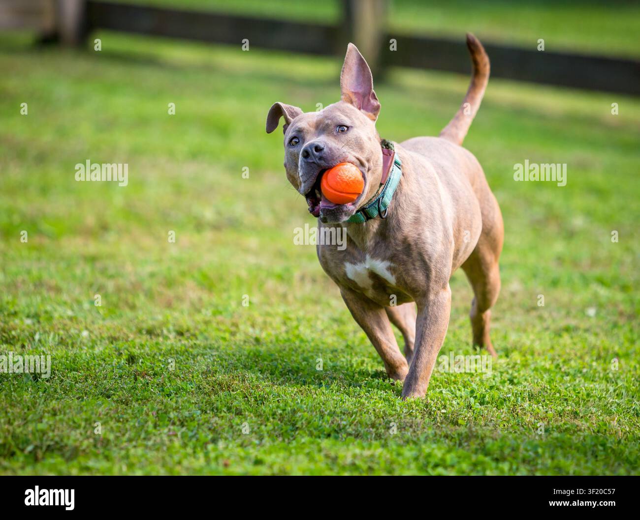 Un cane di razza mista Pit Bull Terrier che tiene una palla in bocca e cammina verso la telecamera Foto Stock