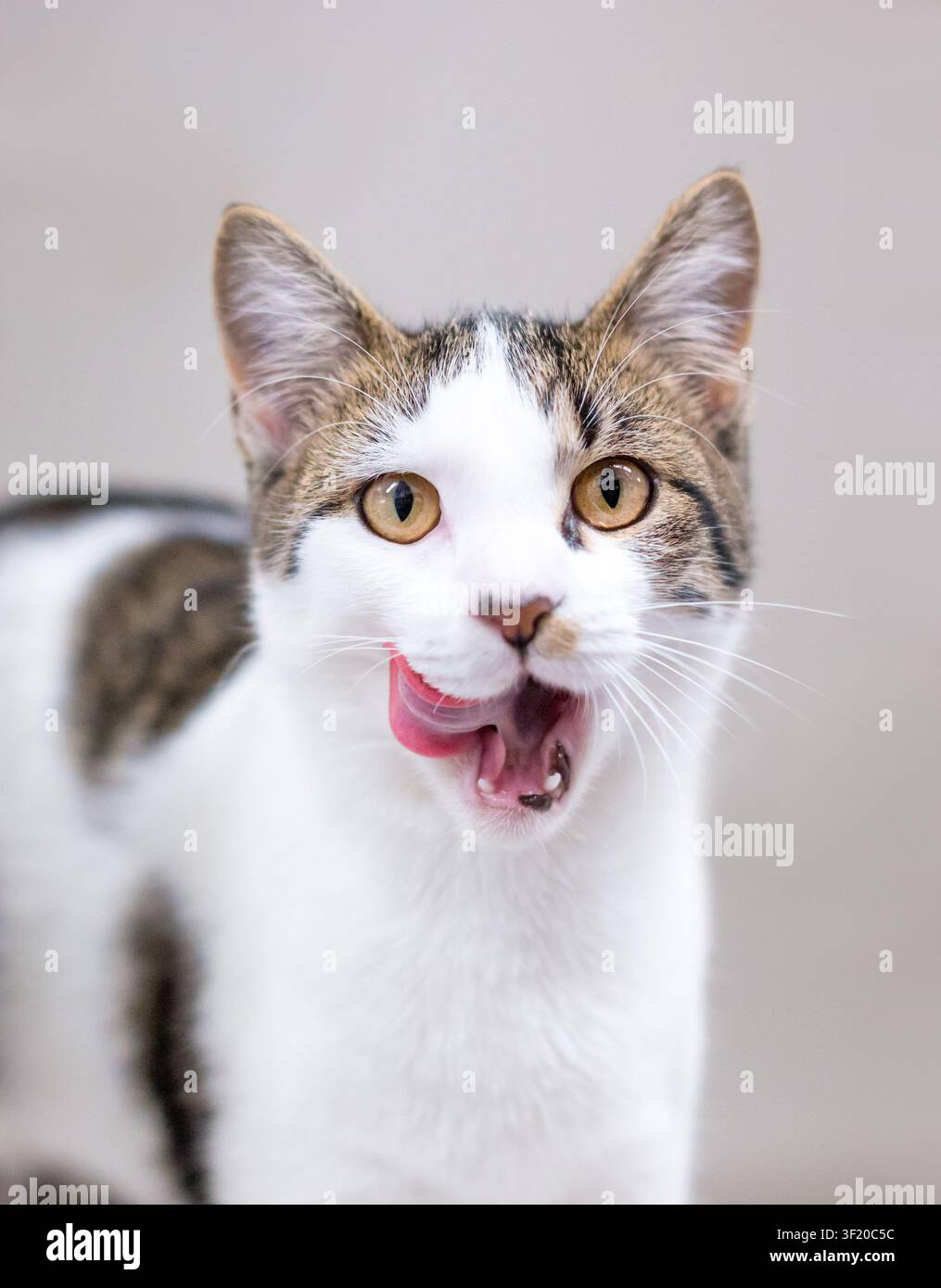 Un domestico shorthair cat con tabby e marcature bianche, leccare le sue labbra Foto Stock