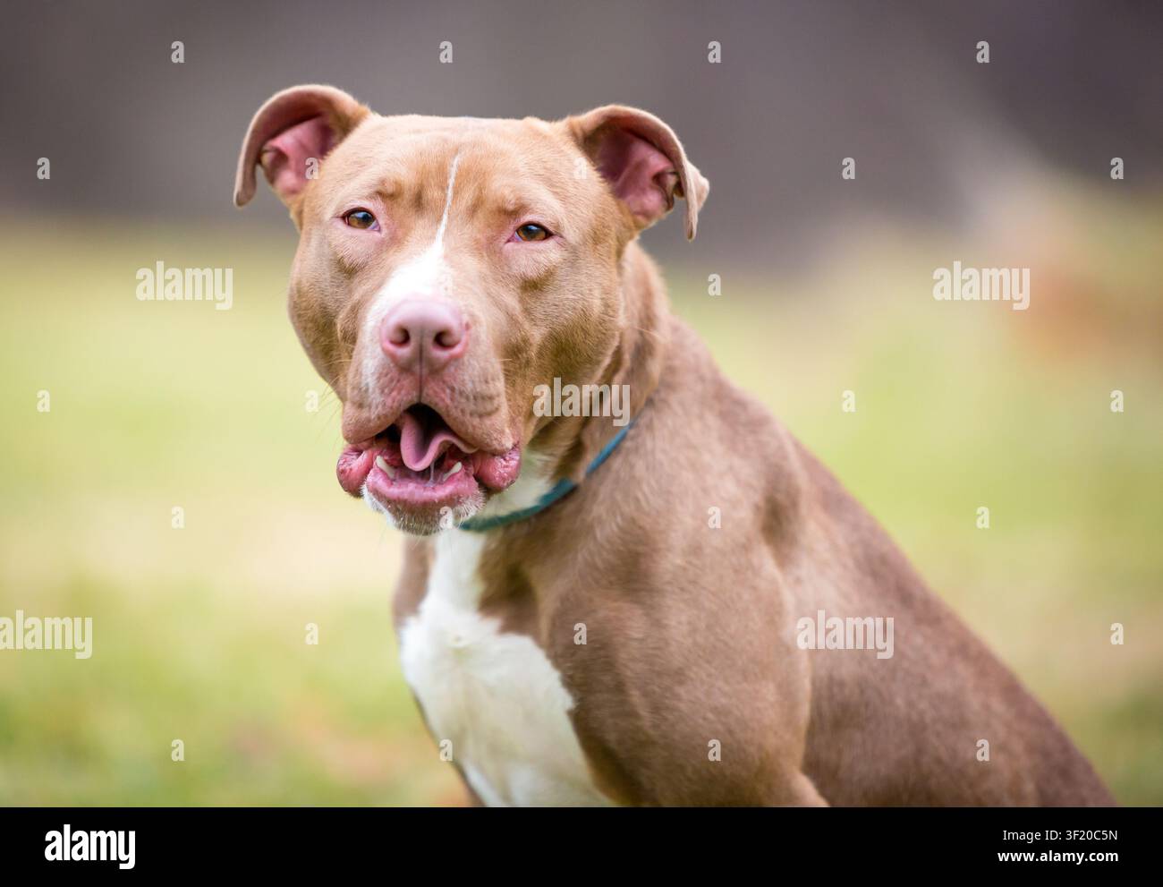 Un cane di razza mista Pit Bull Terrier marrone e bianco che fa una faccia buffa Foto Stock