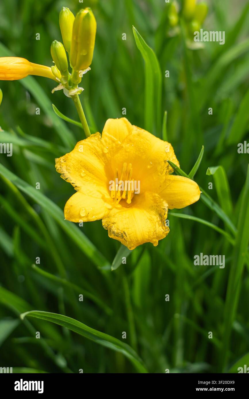 Un unico fiore di giglio giallo (Hemerocallis) con gocce di pioggia in formato verticale ritratto; germogli e fogliame verde visibili sopra in un giardino del Minnesota Foto Stock
