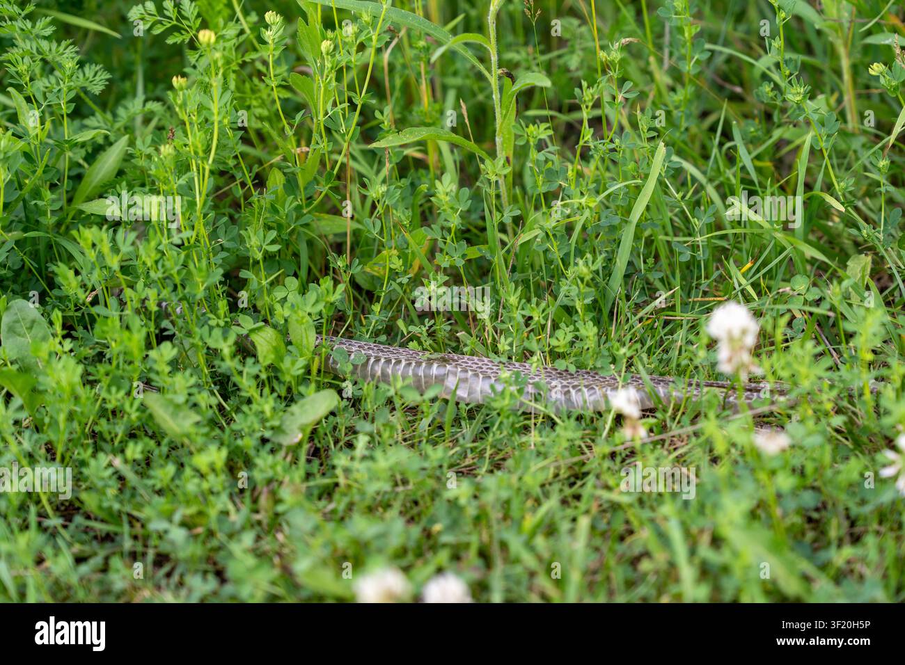 Un primo piano orizzontale di una pelle di serpente vuota e traslucida lasciata su un prato verde rigoglioso in un giardino sul retro. La delicata, dr Foto Stock