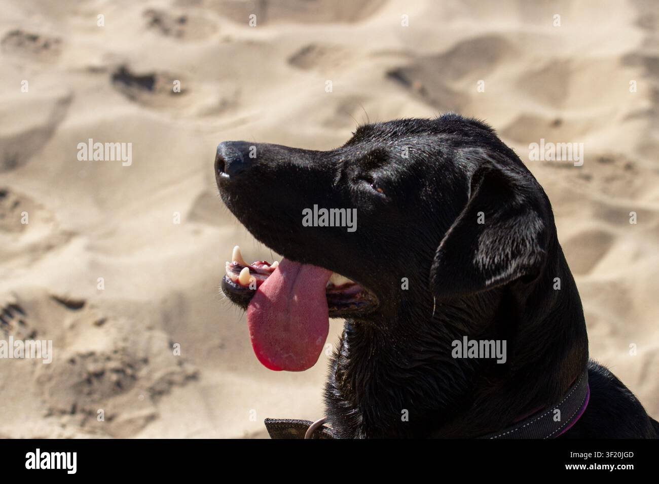 Un ritratto di profilo in primo piano di un felice Labrador Retriever nero che ansimar con la lingua fuori mentre riposa su una spiaggia sabbiosa in una giornata soleggiata. Foto Stock