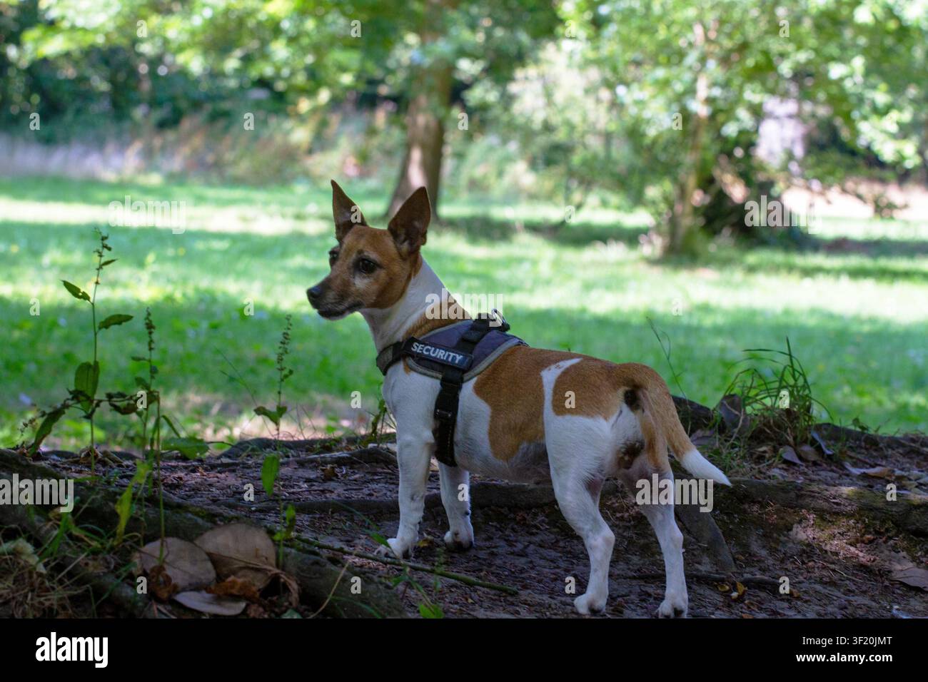 Un primo piano di un piccolo cane terrier marrone e bianco vigile con una targhetta "SECURITY" che guarda direttamente nella fotocamera. Southport, Regno Unito. Foto Stock