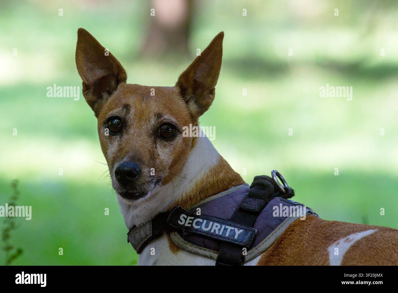 Un primo piano di un piccolo cane terrier marrone e bianco vigile con una targhetta "SECURITY" che guarda direttamente nella fotocamera. Southport, Regno Unito. Foto Stock