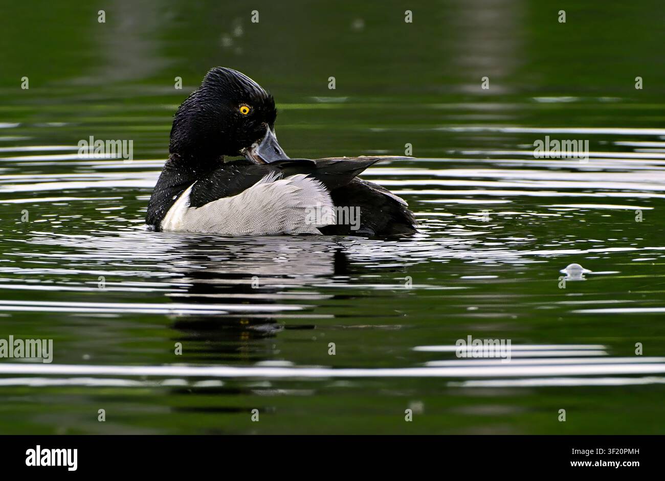 Un maschio di anatra dal collare (Aythya collaris); si liscia le piume nelle acque calme di uno stagno di castori nella campagna dell'Alberta, Canada Foto Stock