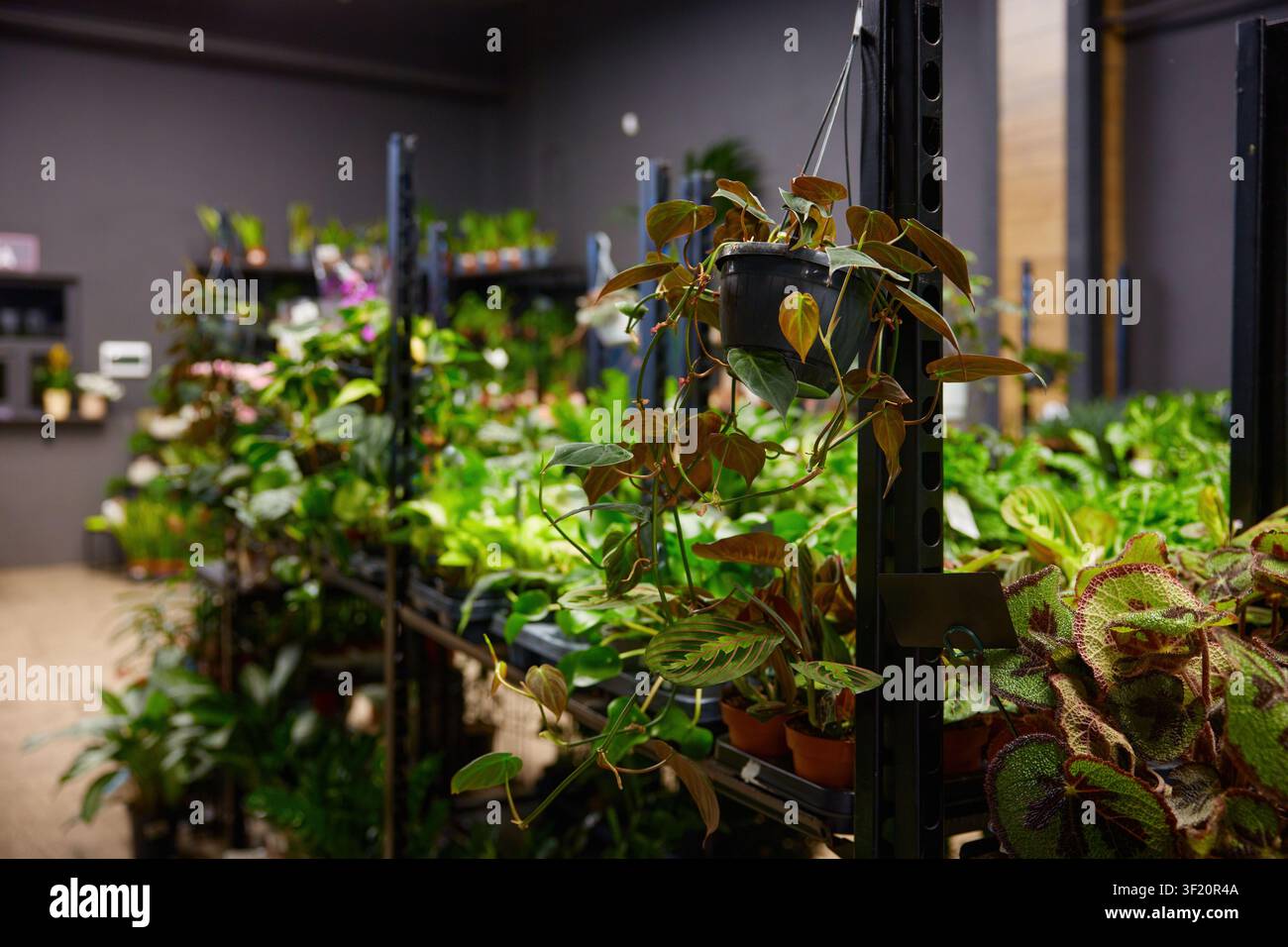 Verde indoor con illuminazione soffusa. Boutique per piante indoor lussureggianti con atmosfera accogliente Foto Stock