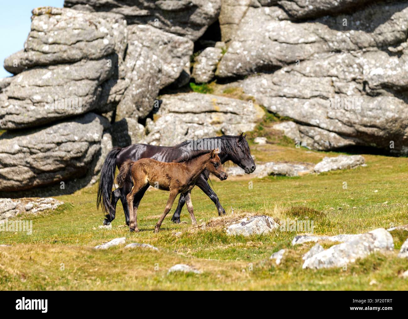 Pony e puledro di Datrmoor Foto Stock