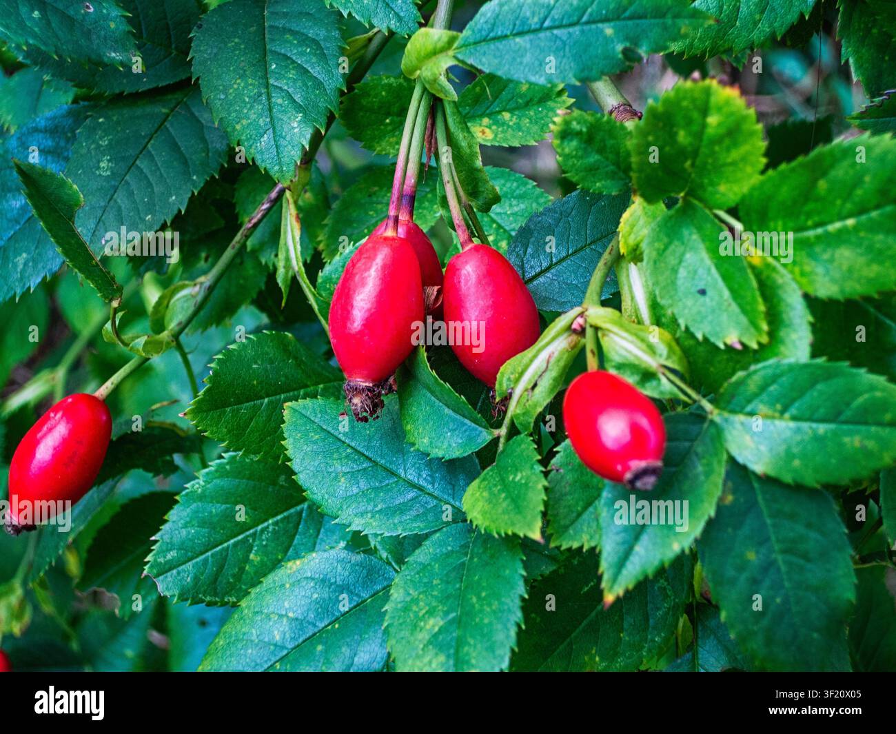 Bacche di rosa mature natura selvatica ed erbe Foto Stock