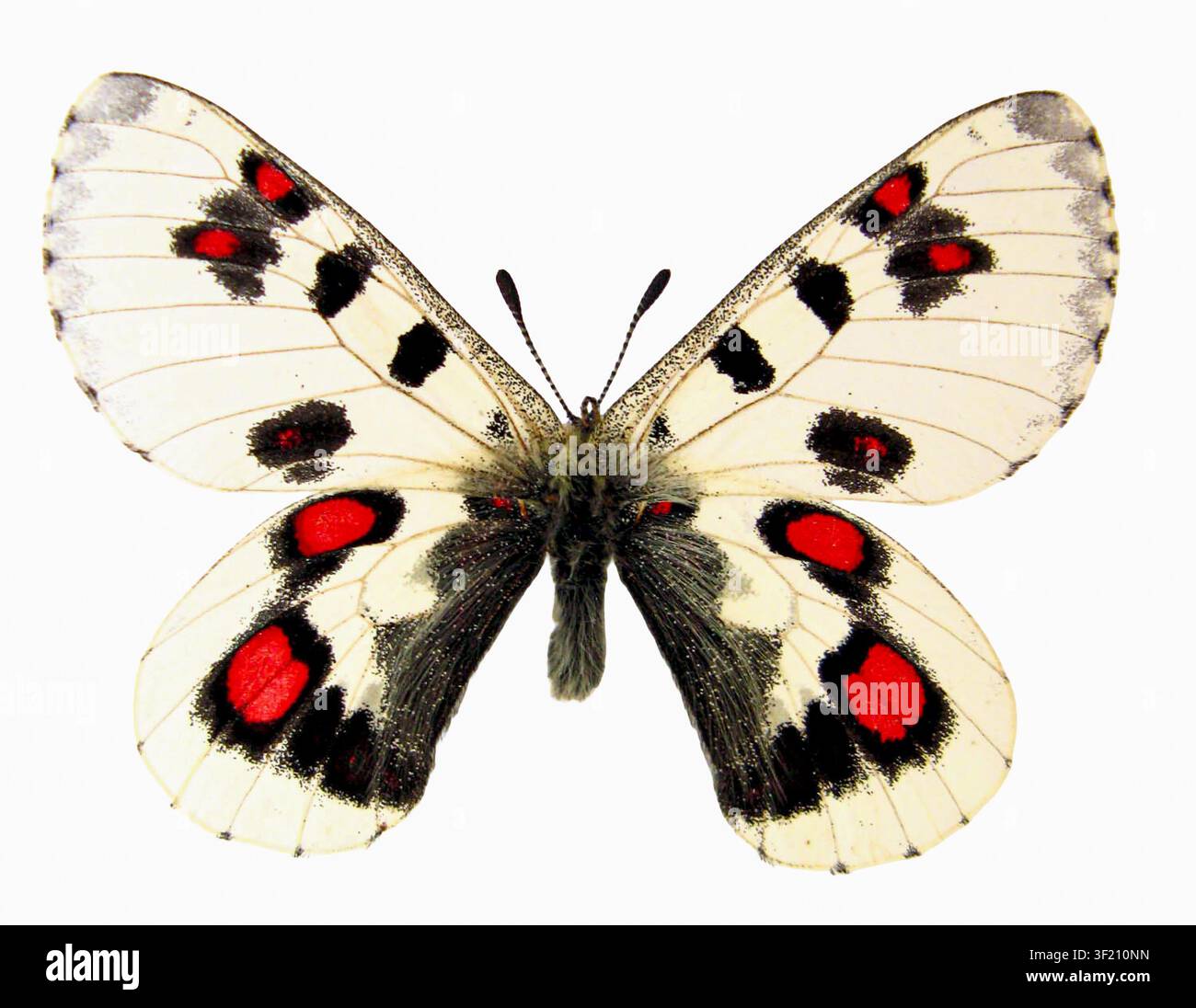 Parnassius epaphus hasegawai mostra le sue bellissime ali, caratterizzate da unici motivi neri e rossi su uno sfondo bianco. Questo farfalla si trova in i Foto Stock
