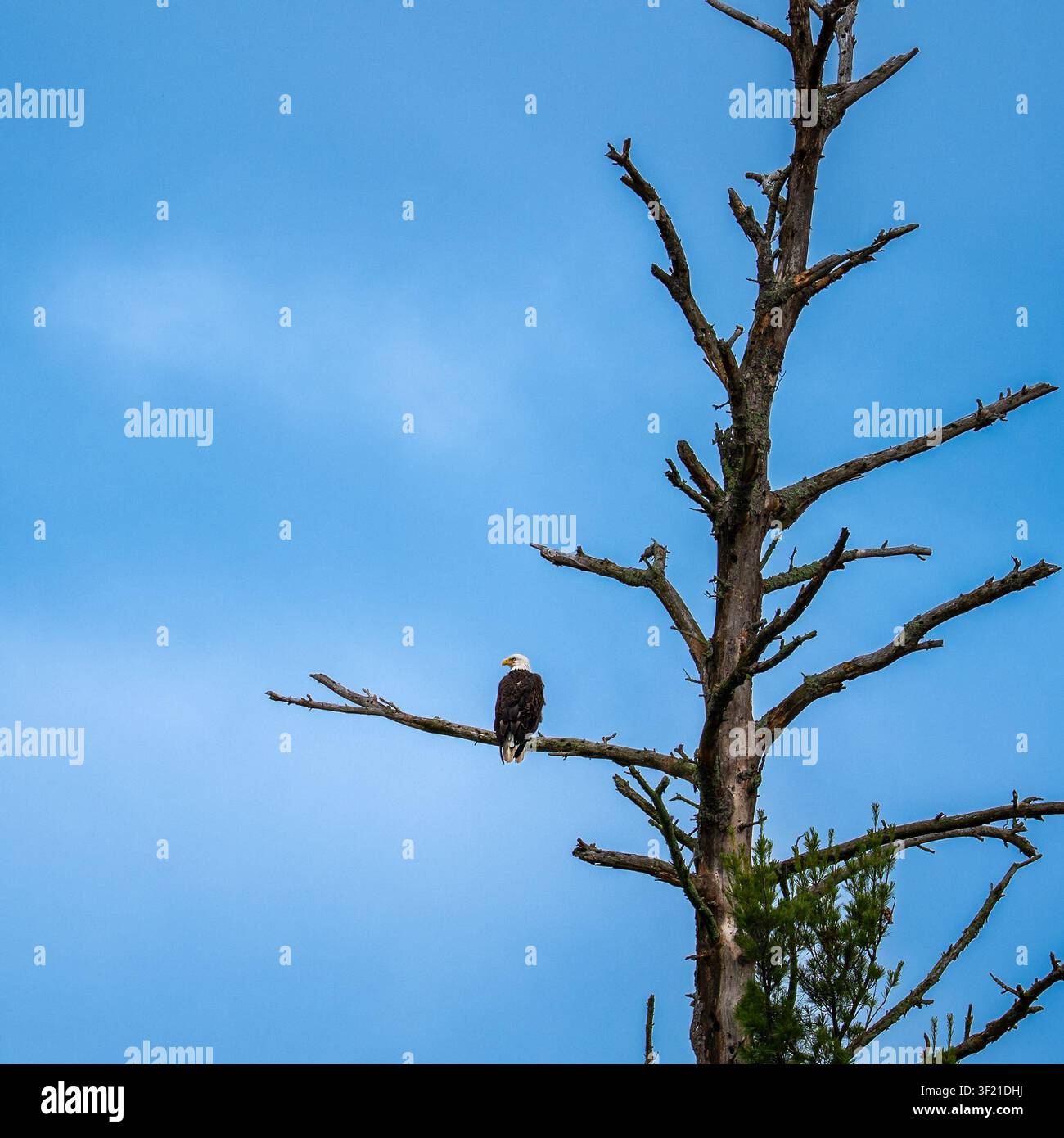 Aquila reale adulta appollaiata su un ramo morto coperto di licheni contro un cielo blu in Minnesota; composizione quadrata mostra la chioma completa Foto Stock