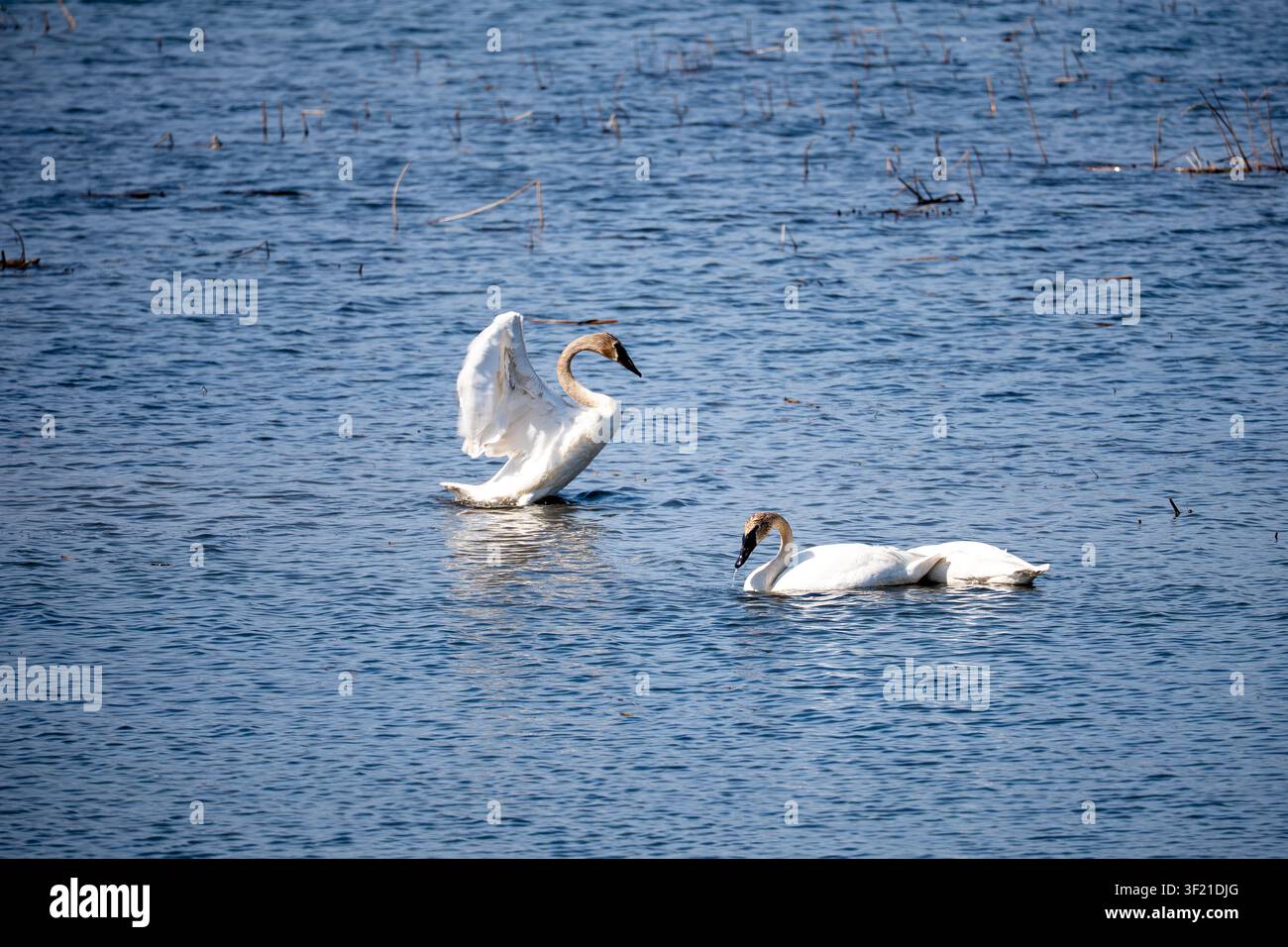 Tre cigni trombetta su un lago del Minnesota; uno solleva le ali in una dimostrazione di battito mentre gli altri cercano cibo nelle vicinanze, con canne paludose nel lago. Foto Stock