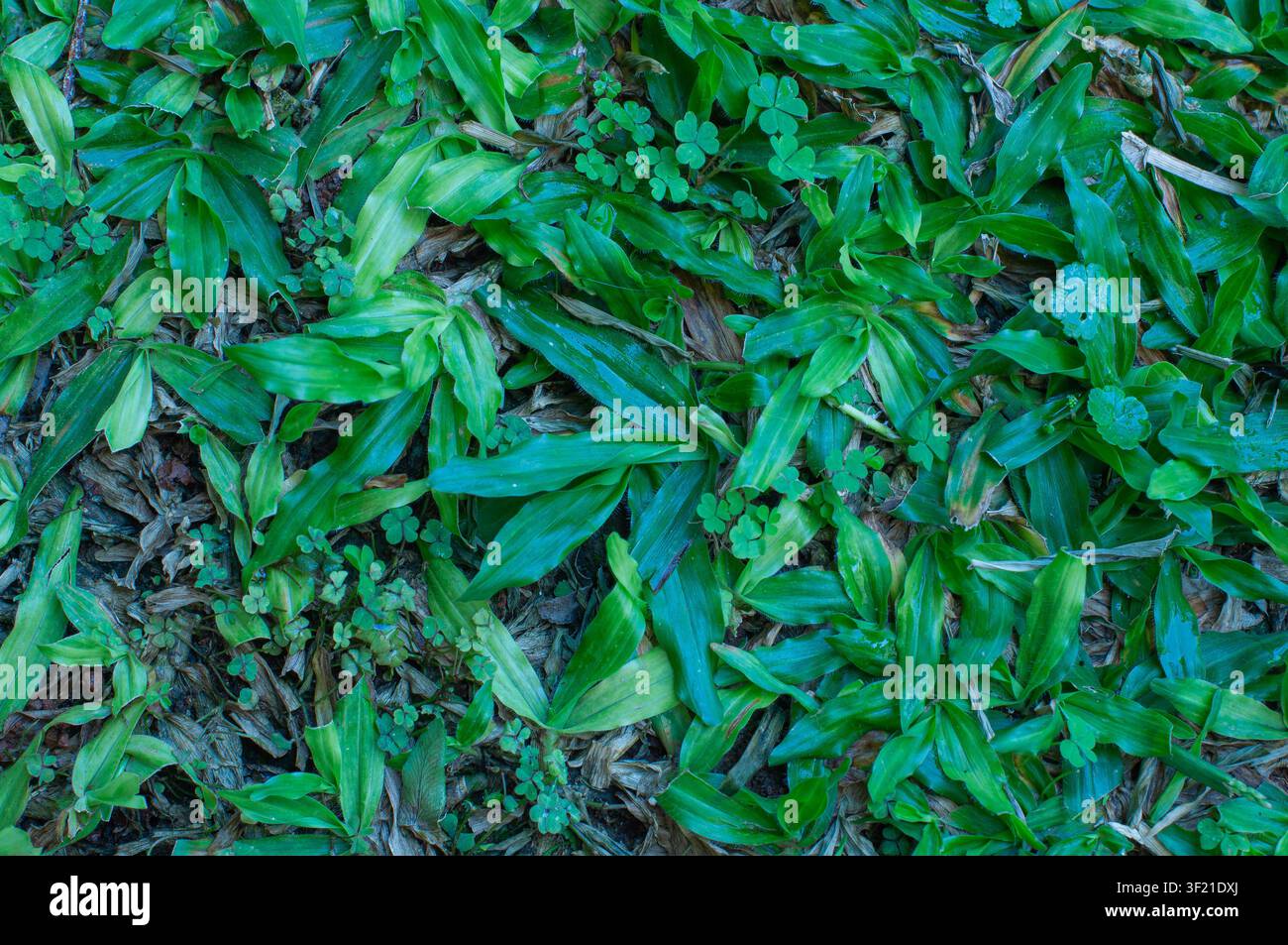 Sfondo texture di erba tropicale verde lussureggiante e foglie di trifoglio. Foto Stock