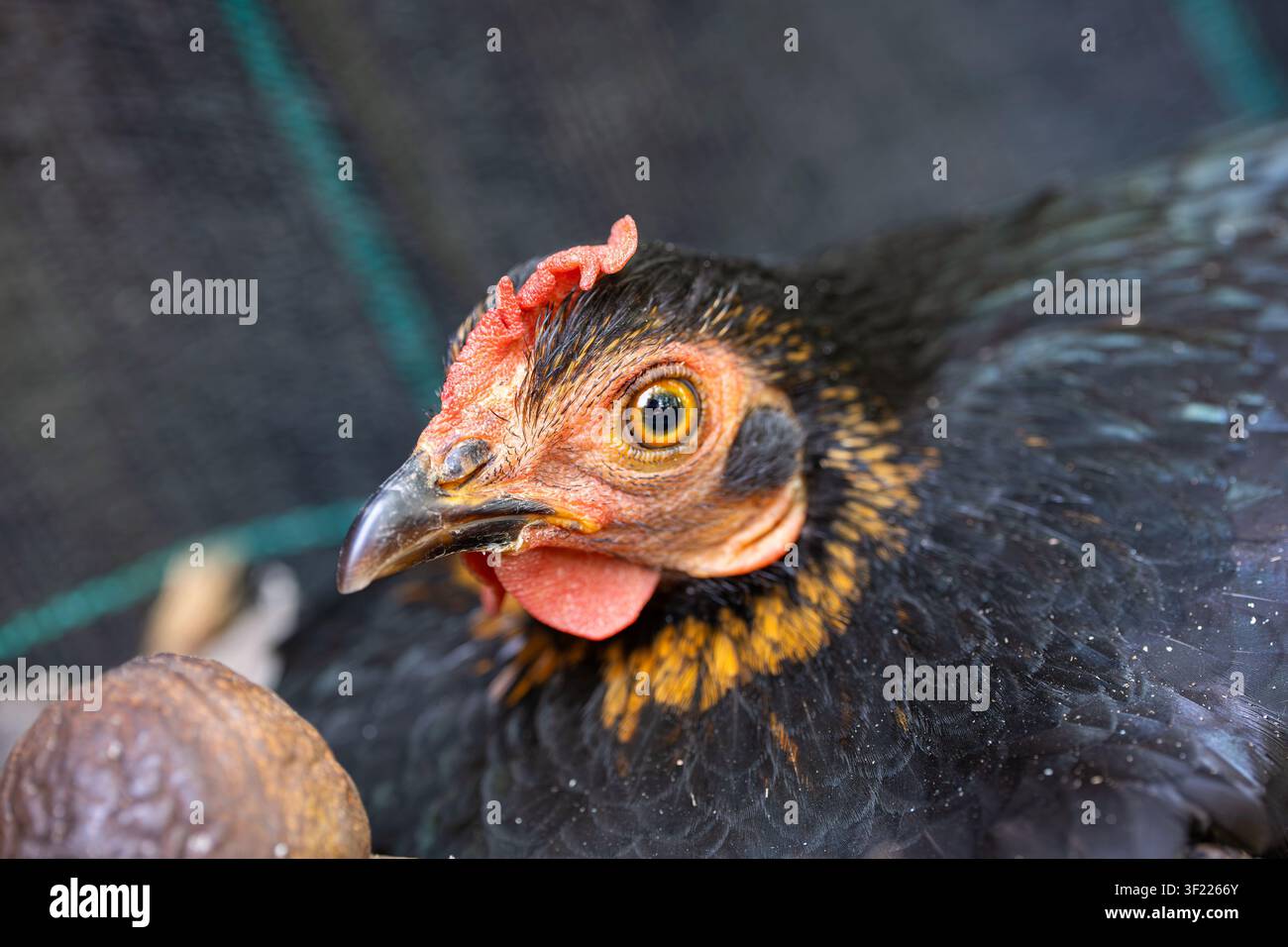 Una foto macro cattura il profilo della testa di una gallina nera domestica, evidenziando il suo occhio arancione brillante e il becco rosso. Foto Stock