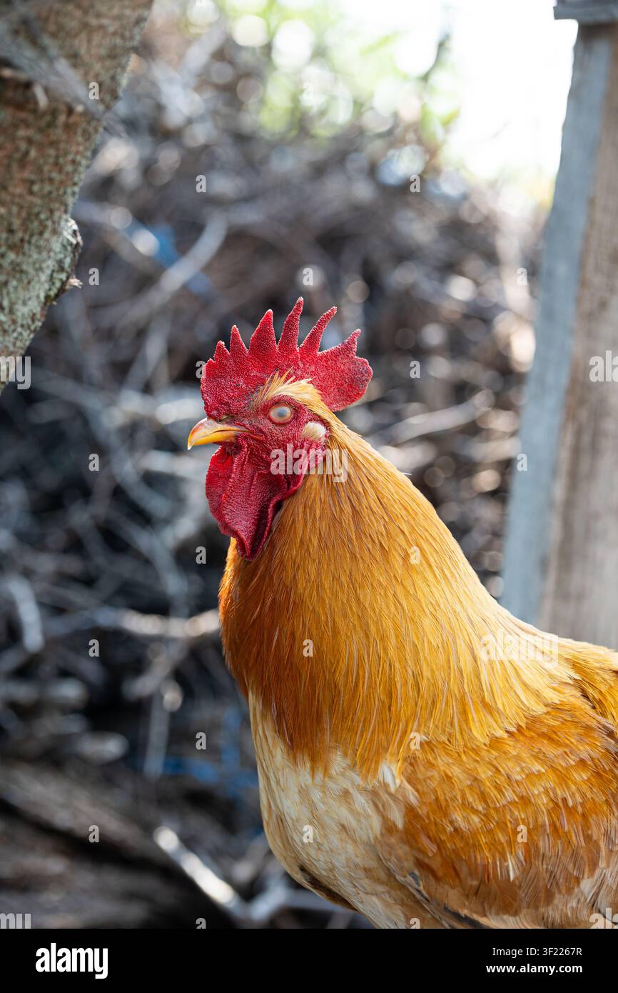Un primo piano dettagliato di profilo cattura un gallo dorato domestico con la sua membrana nittitante o palpebra bianca completamente chiusa. Foto Stock