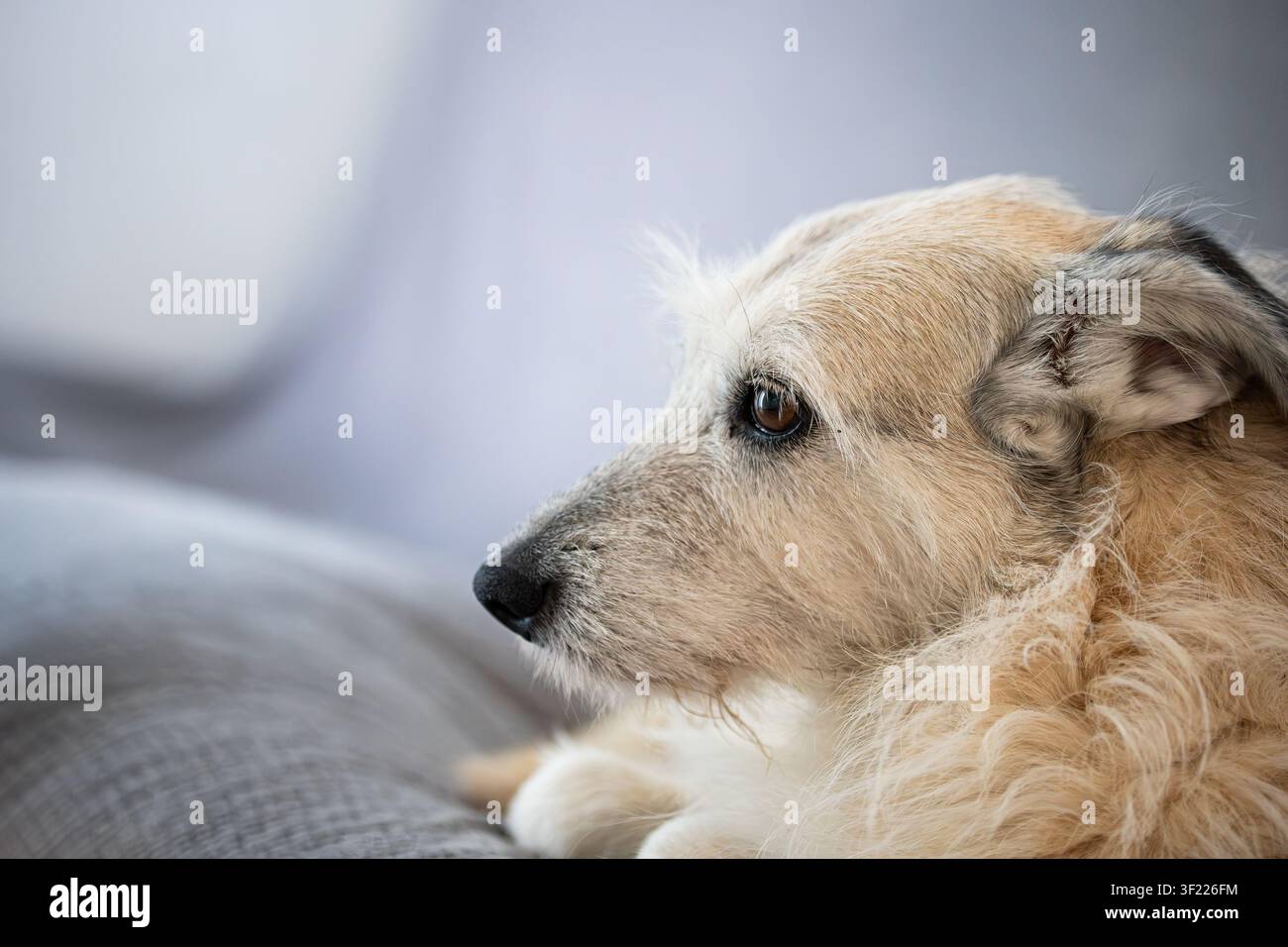 Un primo piano orizzontale a profilo cattura la testa e le spalle di un cane di razza mista marrone chiaro e trasandato che guarda di lato. Foto Stock