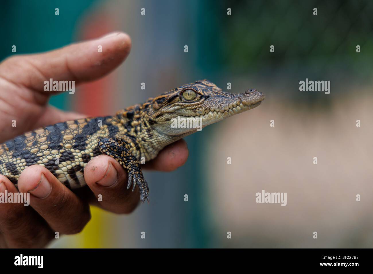Prima piano dettagliata di un coccodrillo neonato tenuto in mano in una fattoria di coccodrilli vicino a Siem Reap, Cambogia Foto Stock