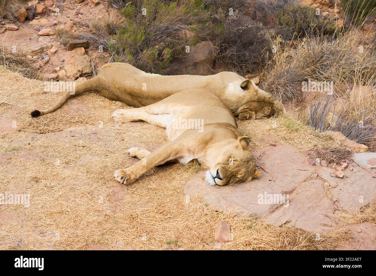 Due leones che riposano sull'erba secca della savana in una riserva naturale africana Foto Stock
