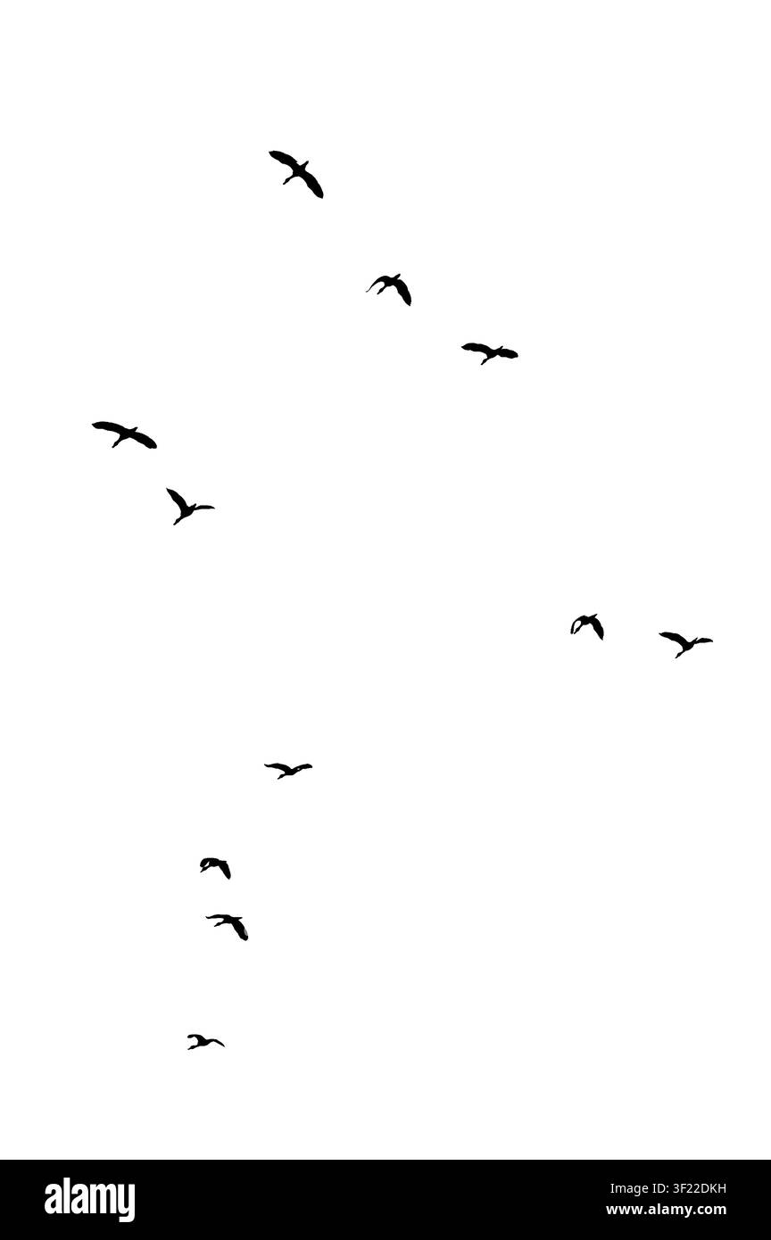 Stormo di anatre selvatiche in formazione, silhouette nera isolata su sfondo bianco, concetto di natura selvaggia Thailandia Foto Stock