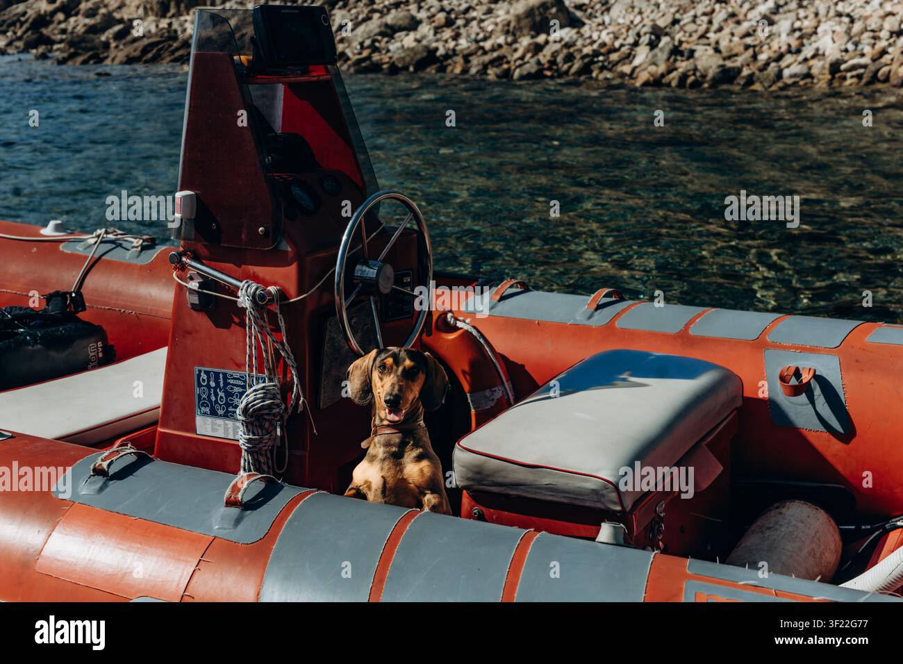 Piccolo cane seduto accanto alla console di guida di una barca rigida gonfiabile arancione vicino a una riva rocciosa. Escursioni in barca costiera e turismo marino in mostra Foto Stock