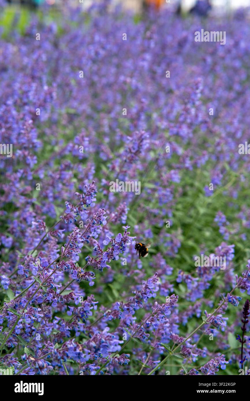 Campo di piante fiorite viola con un bombus in volo. Scena da giardino a fuoco morbido con profondità di campo ridotta. Foto Stock