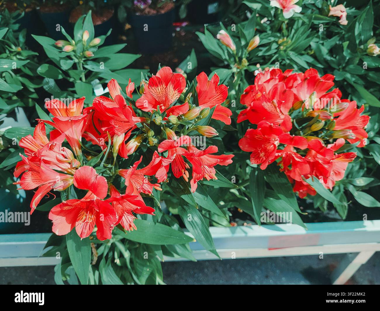 Carta da parati floreale: primo piano di fiori di alstroemeria rosa e delicate foglie verdi in una fioreria Foto Stock