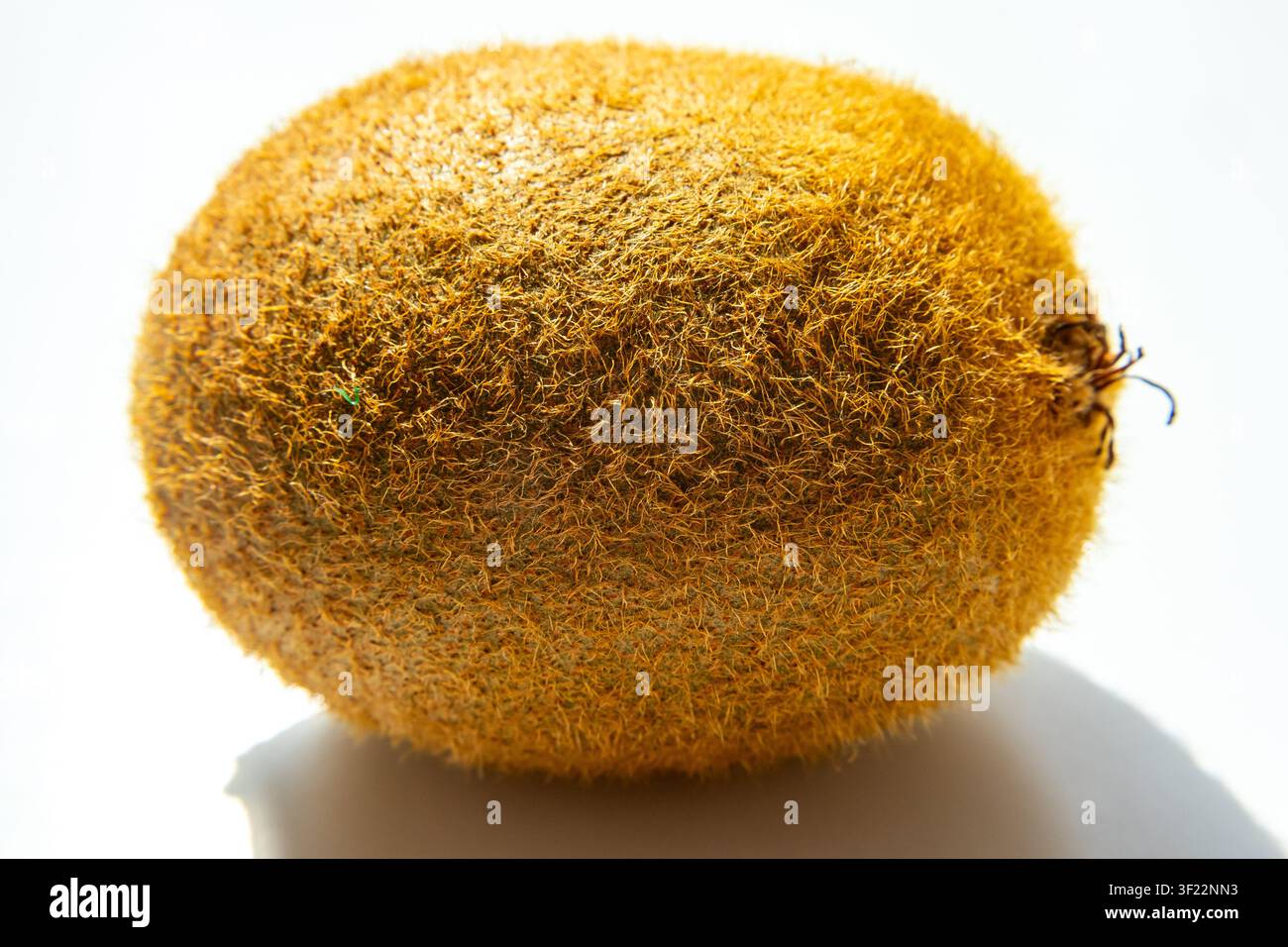 Pelle del frutto del kiwi mostrata in dettaglio a distanza ravvicinata su sfondo bianco Foto Stock