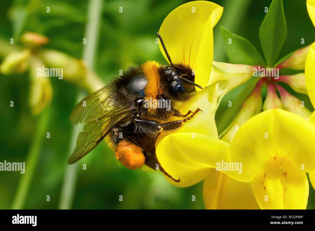 Bombus indaffarato con il cestino di polline carico sul fiore del trifoglio comune Foto Stock