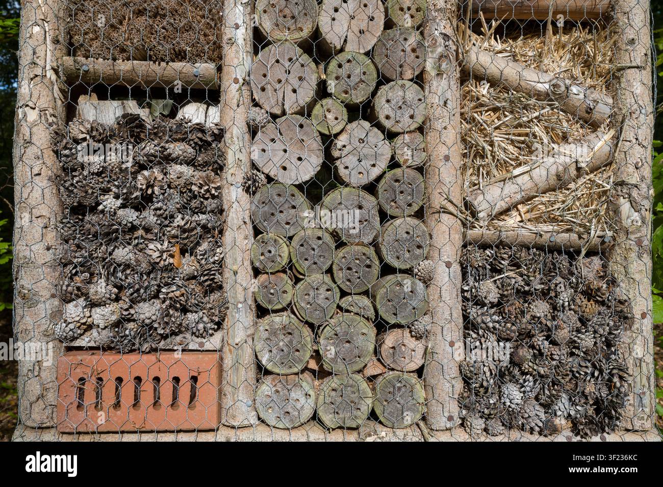 Albergo per insetti, isola di Rügen Foto Stock