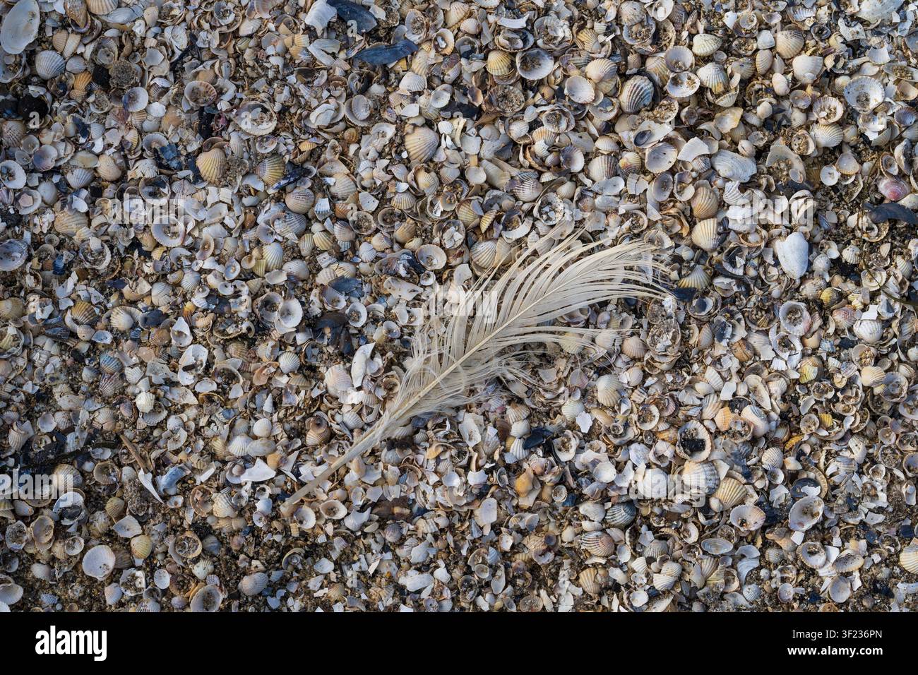 Una piuma giaceva su un terreno di cozze, isola di Rügen Foto Stock