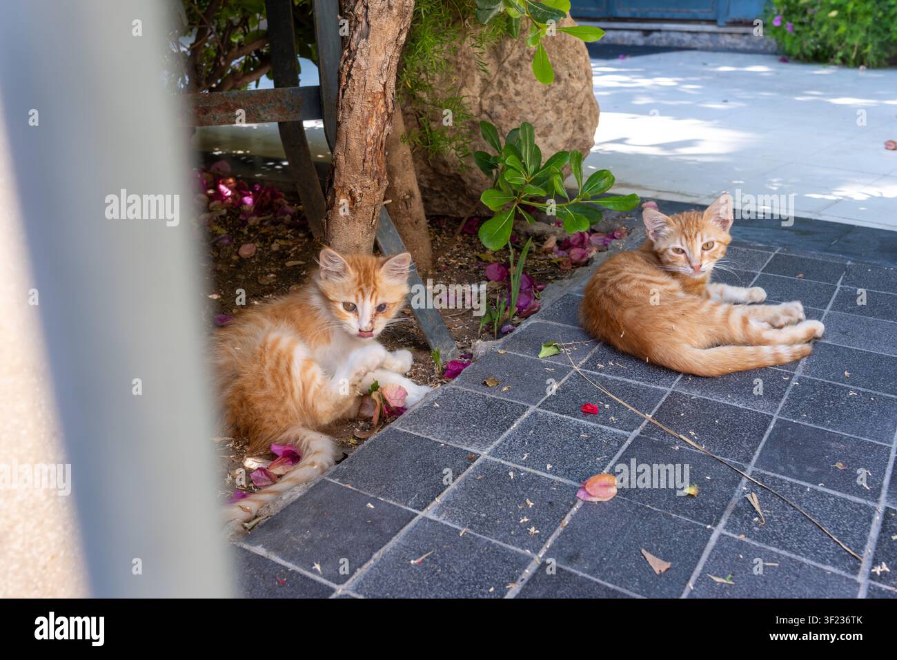 Due gattini randagi fulvi (Felis catus) che riposano tra petali di bougainvillea caduti su una terrazza ombreggiata, Amman, Giordania. Foto Stock