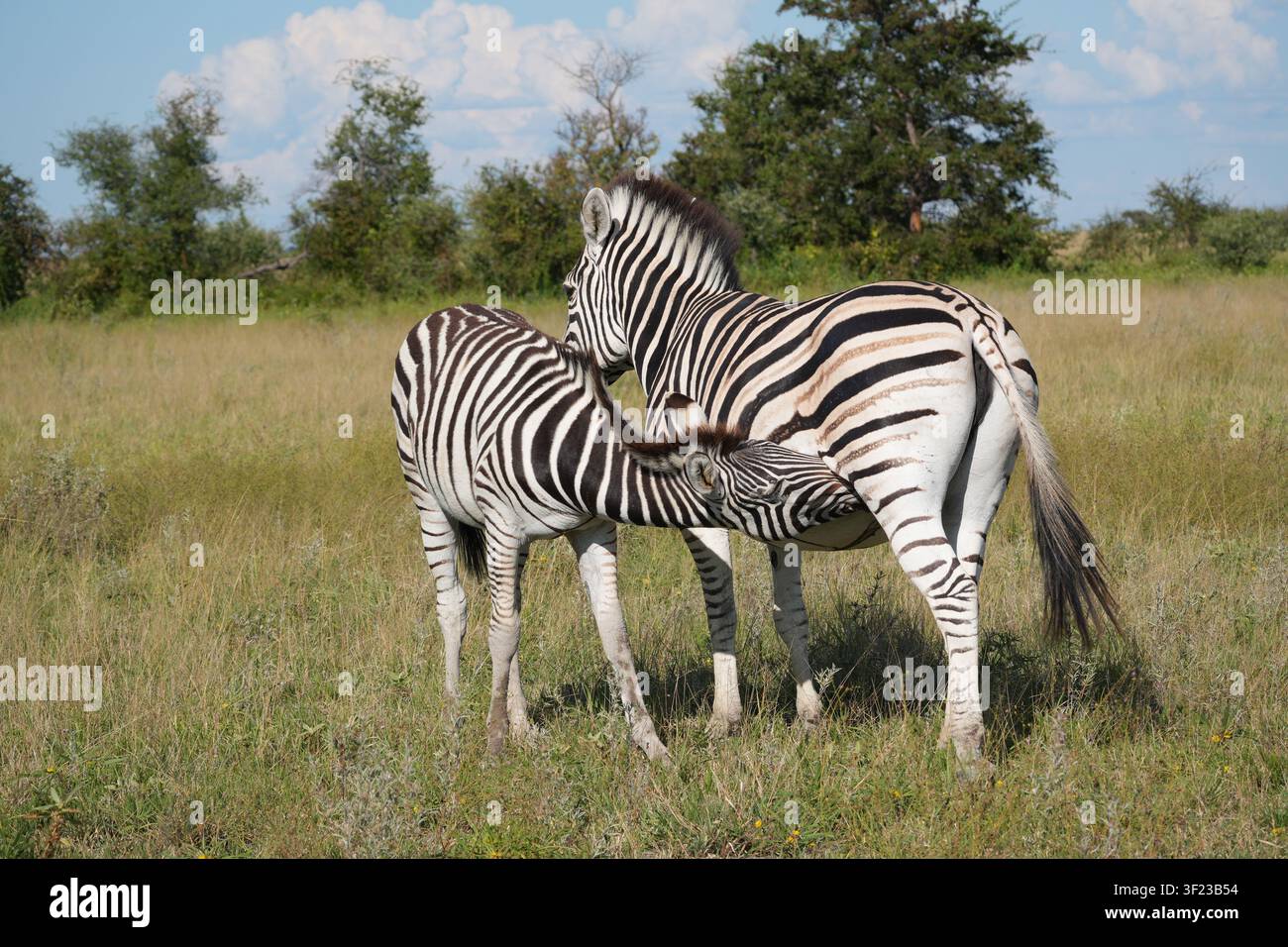 Un puledro di zebra si nutre dalla madre nelle praterie del Parco Nazionale di Nxai Pan, Botswana Foto Stock