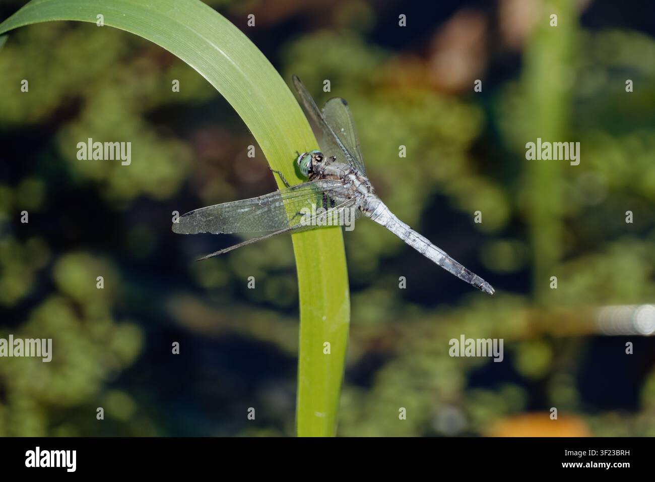 Libellula appollaiata su una canna verde sopra l'acqua. Libellula che riposa su una canna verde curva sopra uno stagno con uno sfondo naturale sfocato Foto Stock