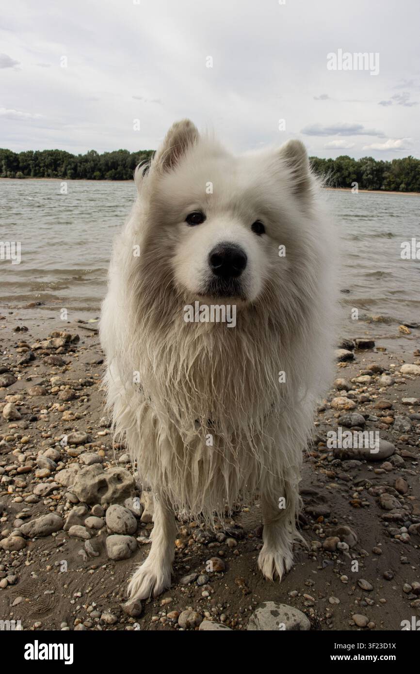 Cane Samoiedo che guarda la fotocamera con la bocca chiusa, guardando leggermente di lato su una riva sassosa e ondulata del Danubio sotto un cielo nuvoloso Foto Stock