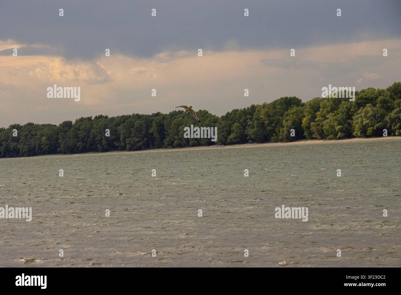 Gabbiano bianco con un becco arancione che vola sopra il Danubio increspato sotto nuvole di tempesta scure Foto Stock
