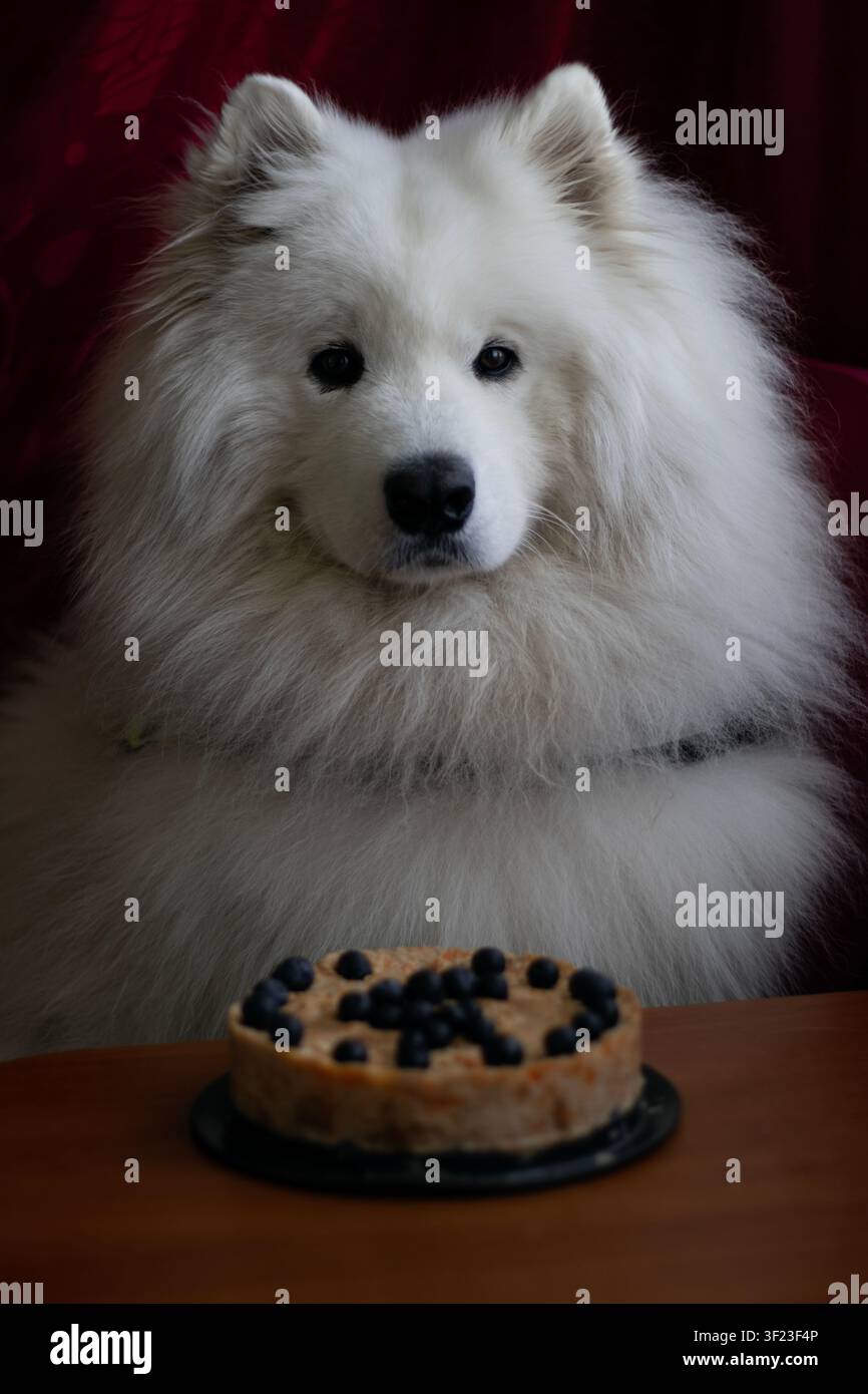 Simpatico cane Samoiedo bianco con la bocca chiusa al tavolo con la sua torta di compleanno Foto Stock