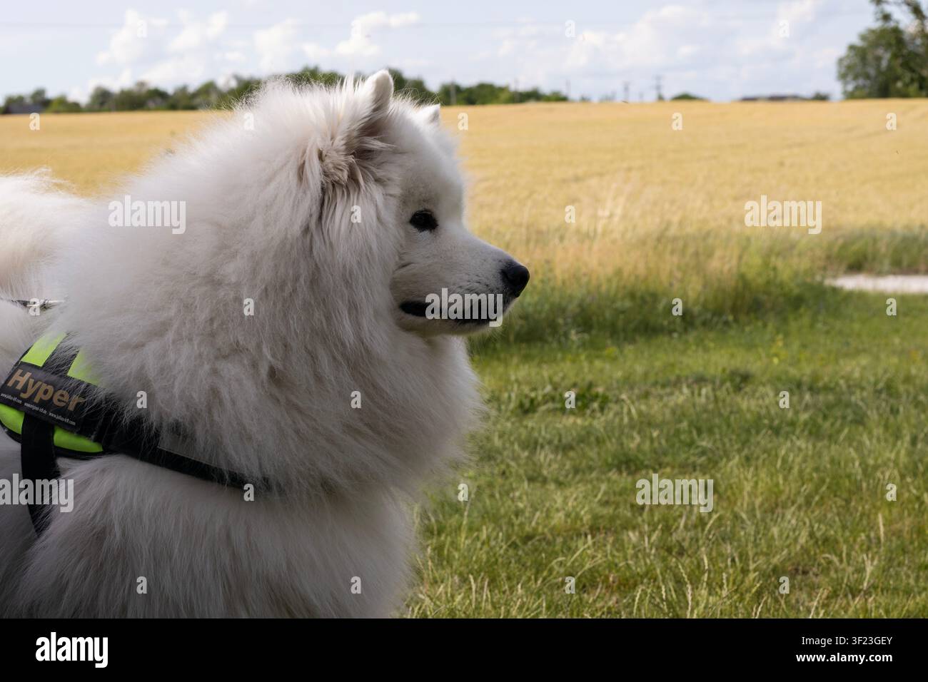 Profilo orizzontale di un Samoiedo soffice con ‚Hyper‘ sulla pettorina che fa una faccia buffa su un campo giallo e un cielo nuvoloso Foto Stock