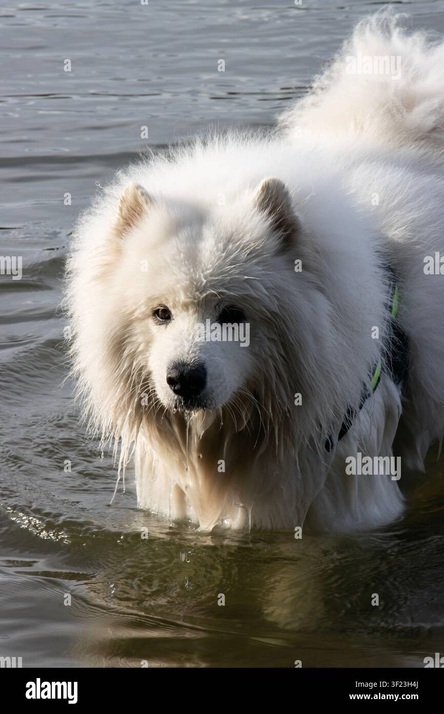 Cane Samoiedo che cammina verso la fotocamera nel fiume Danubio con acqua che gocciola Foto Stock