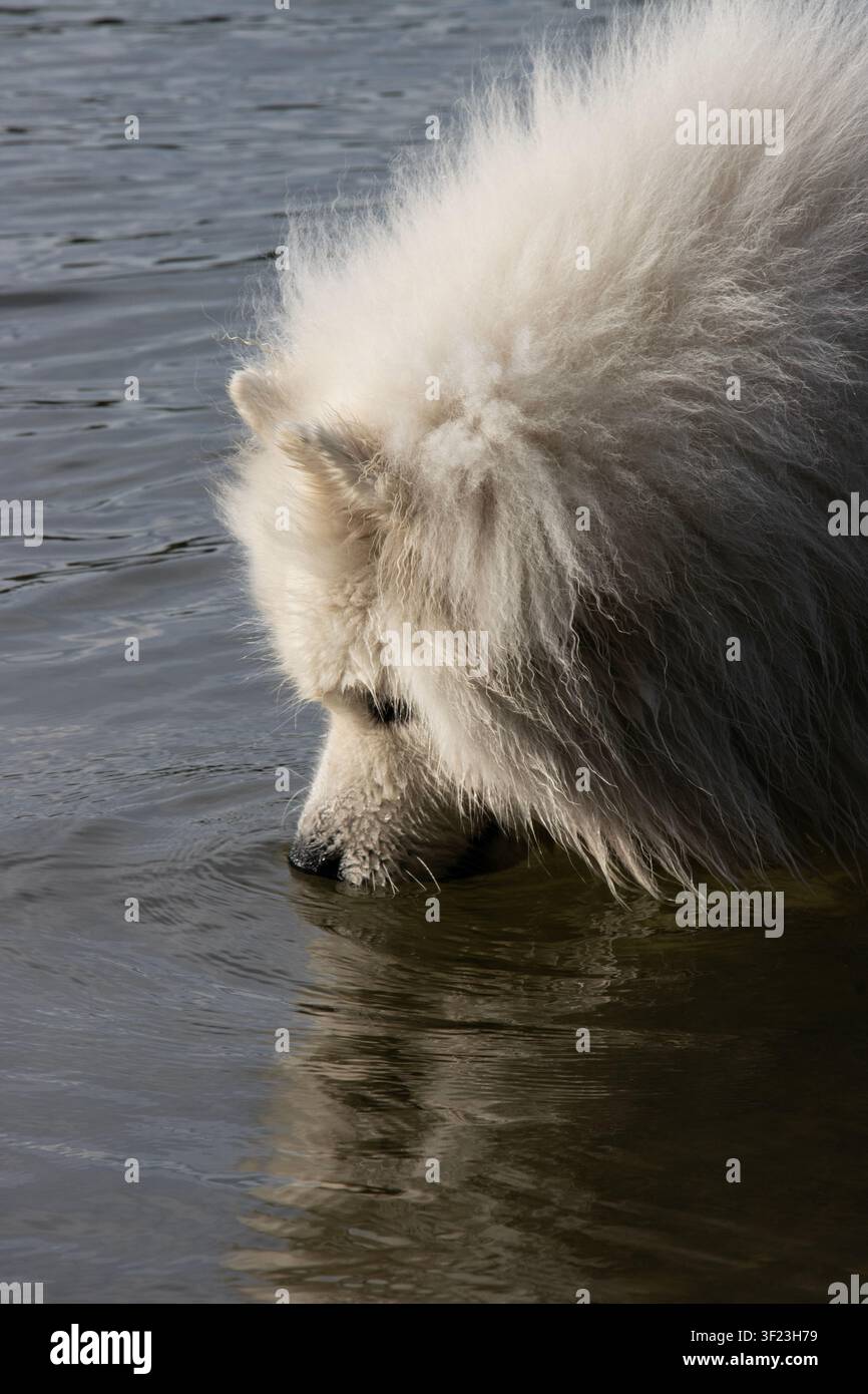 Cane Samoiedo che immerge il naso e la bocca nell'acqua del fiume Danubio in una giornata estiva Foto Stock