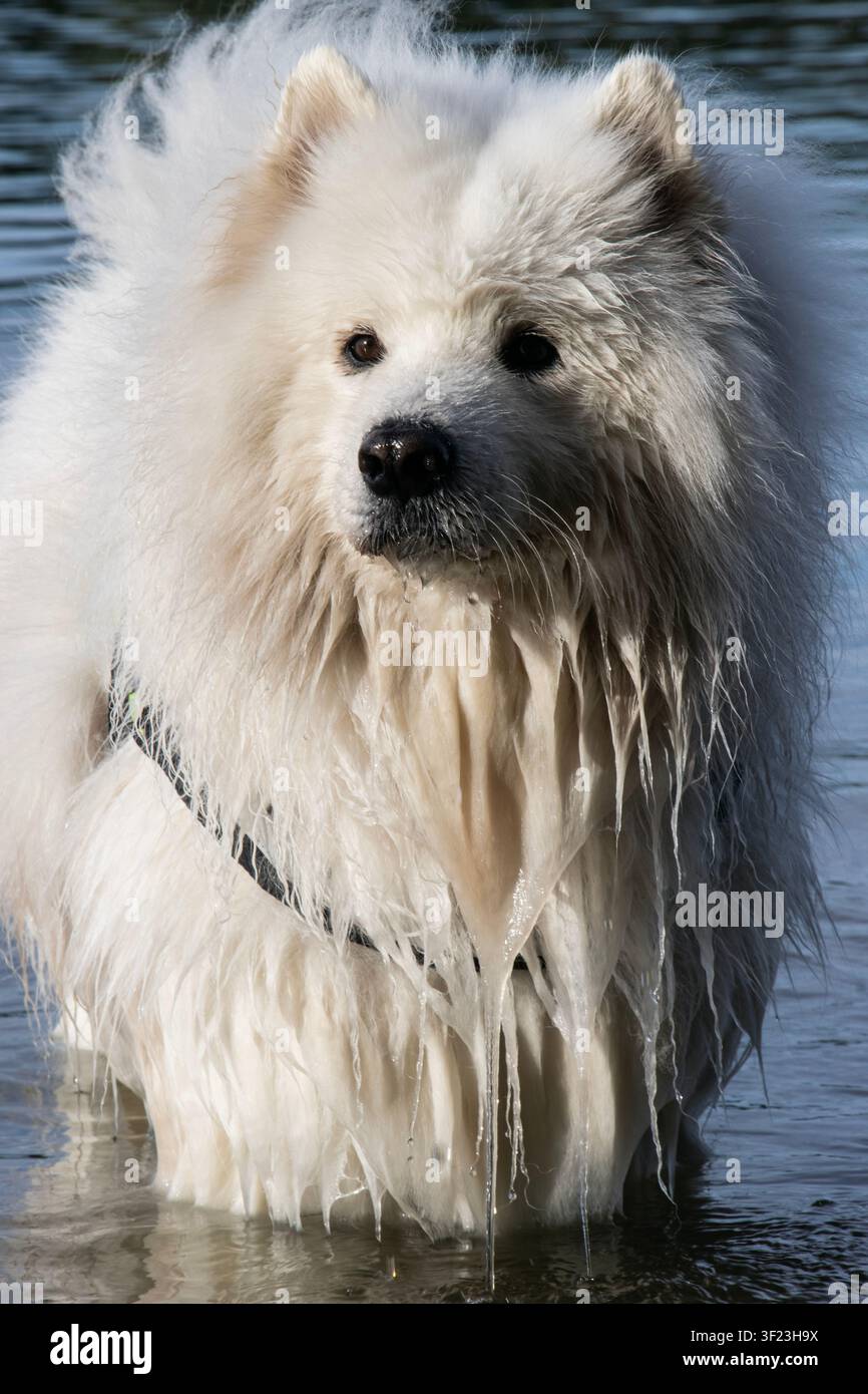 Simpatico cane Samoiedo bagnato in piedi nel Danubio, che guarda attentamente con la bocca chiusa Foto Stock