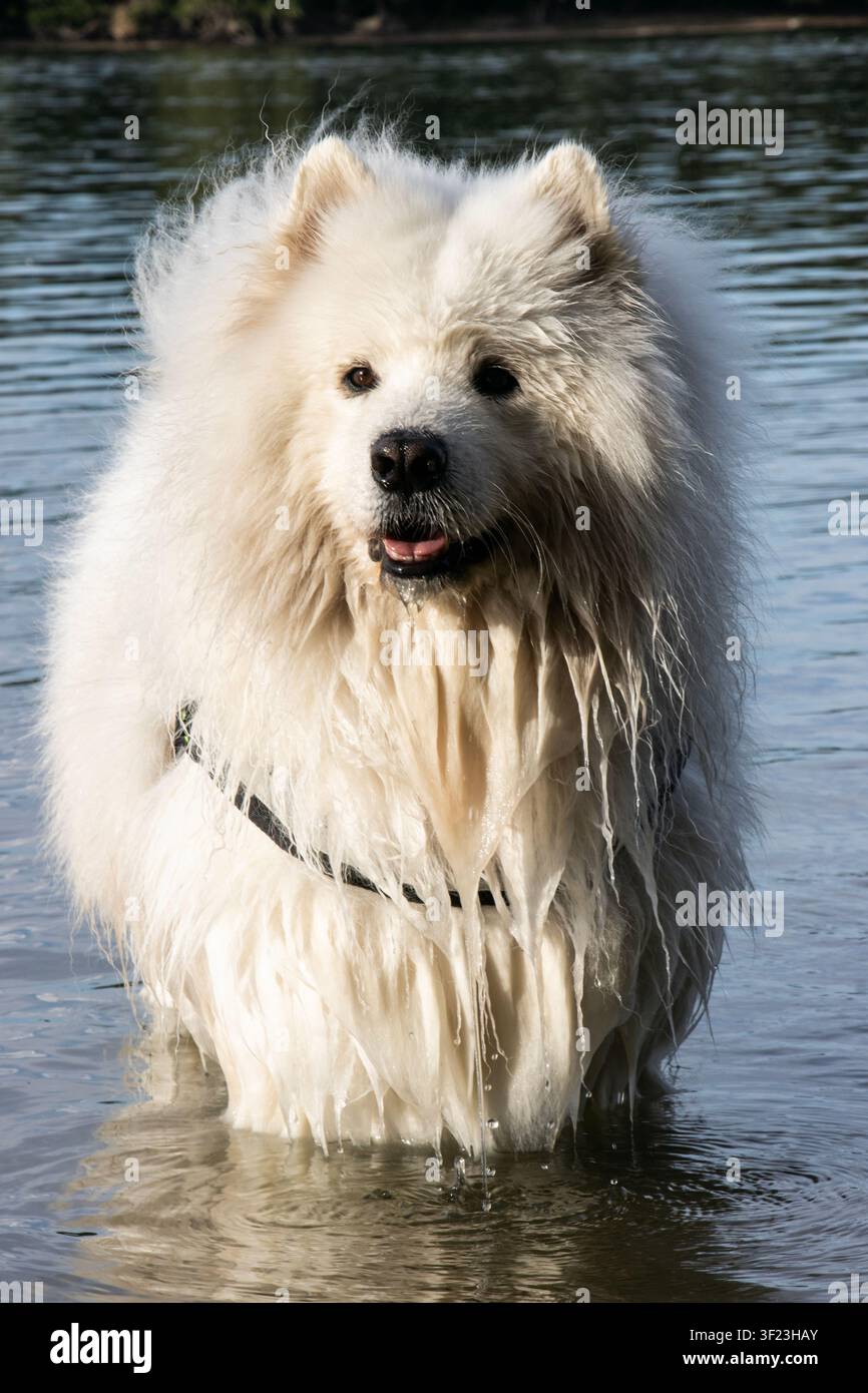 Ritratto a figura intera di un cane Samoiedo bagnato in piedi nel fiume Danubio, che guarda attentamente Foto Stock