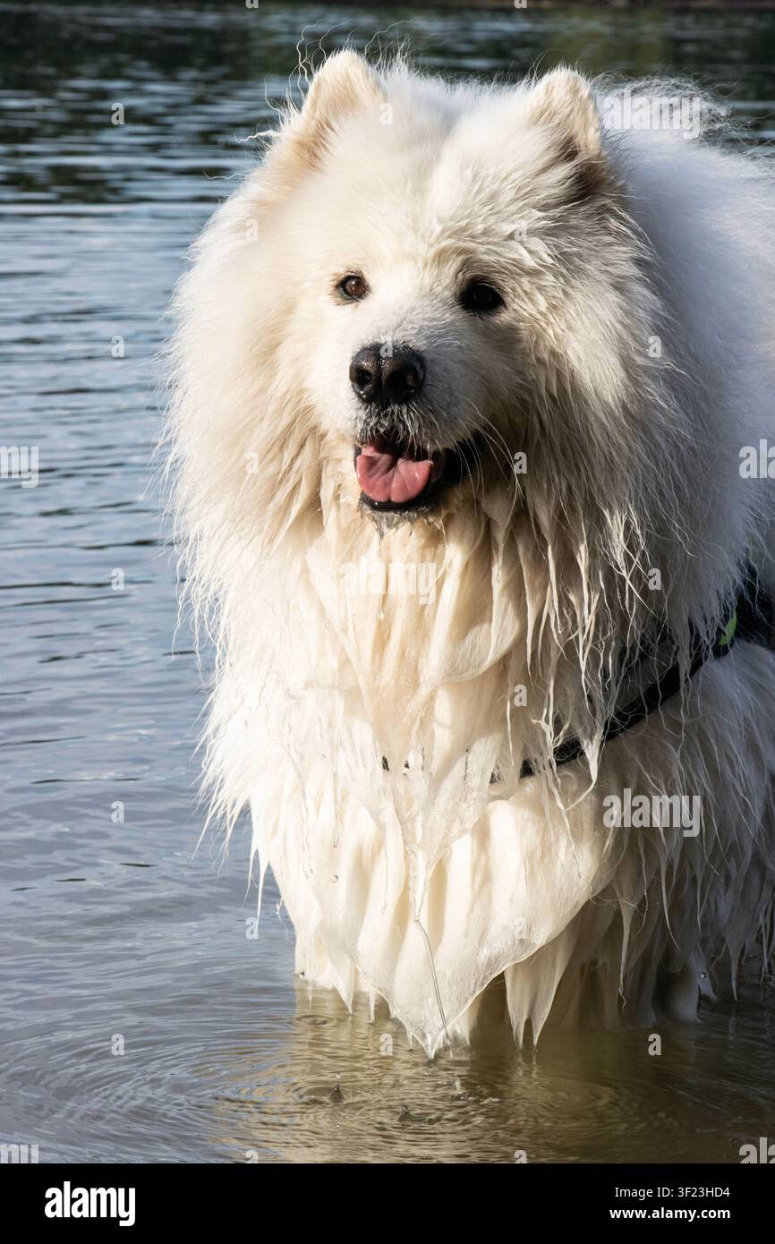 Ritratto verticale di un cane Samoiedo bianco bagnato che sorride con la lingua fuori nel Danubio, con un occhio splendidamente illuminato dalla luce del sole Foto Stock