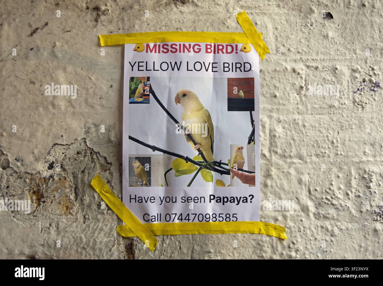poster fatto in casa su un muro di un sottopassaggio per un uccello giallo scomparso chiamato papaya, a Twickenham, Middlesex, Inghilterra Foto Stock