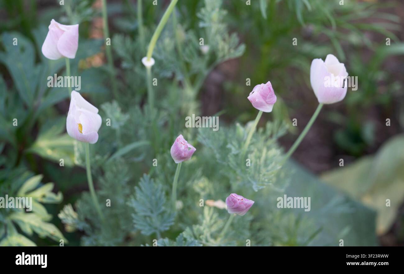 Fiori delicati in una calda giornata estiva. Foto Stock