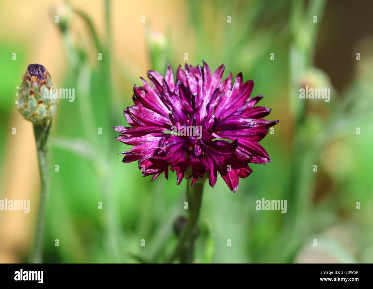 Un primo piano di fiordaliso 'Black Ball' Foto Stock