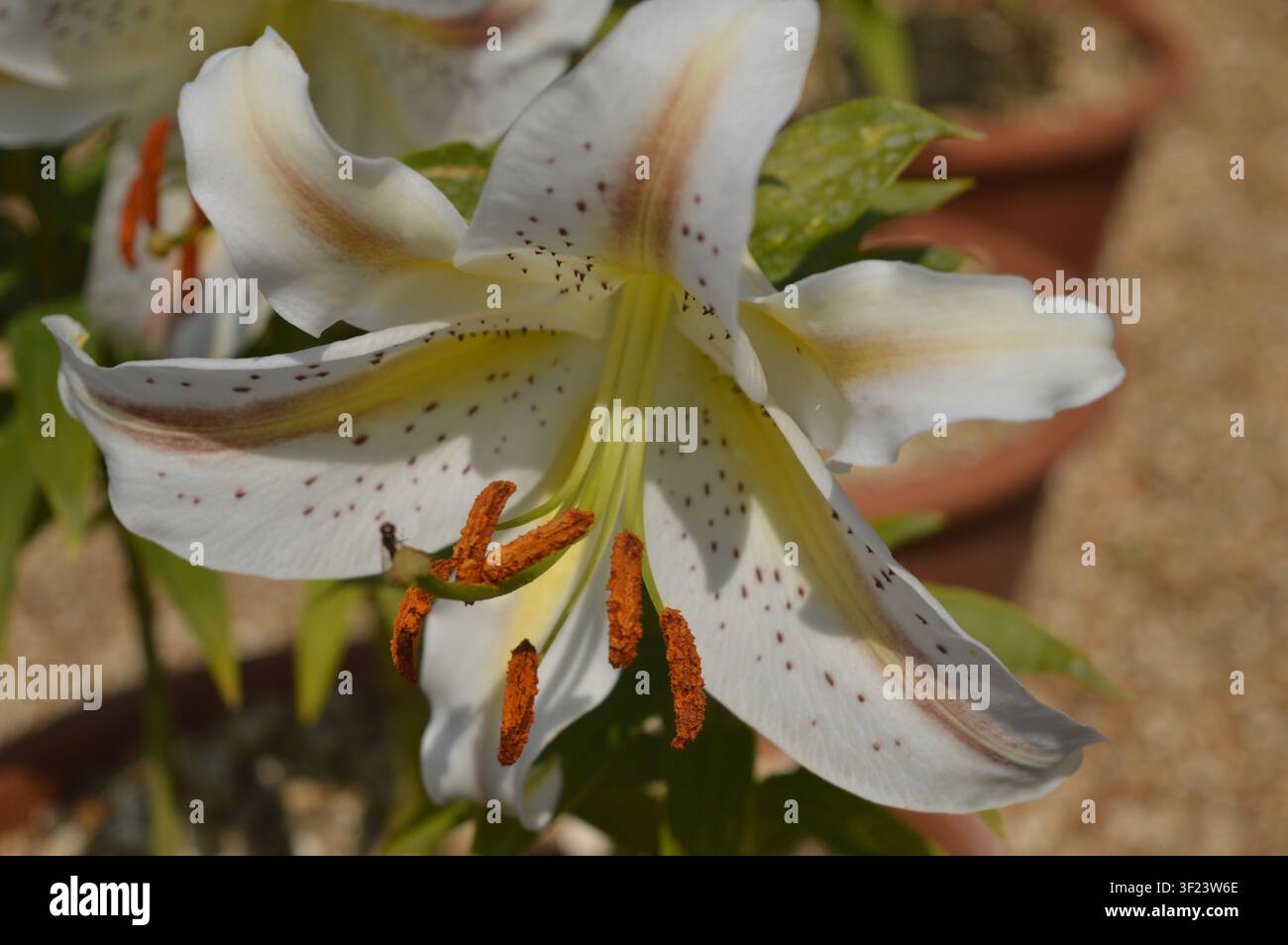 Fiore di giglio bianco con petali maculati in primo piano Foto Stock