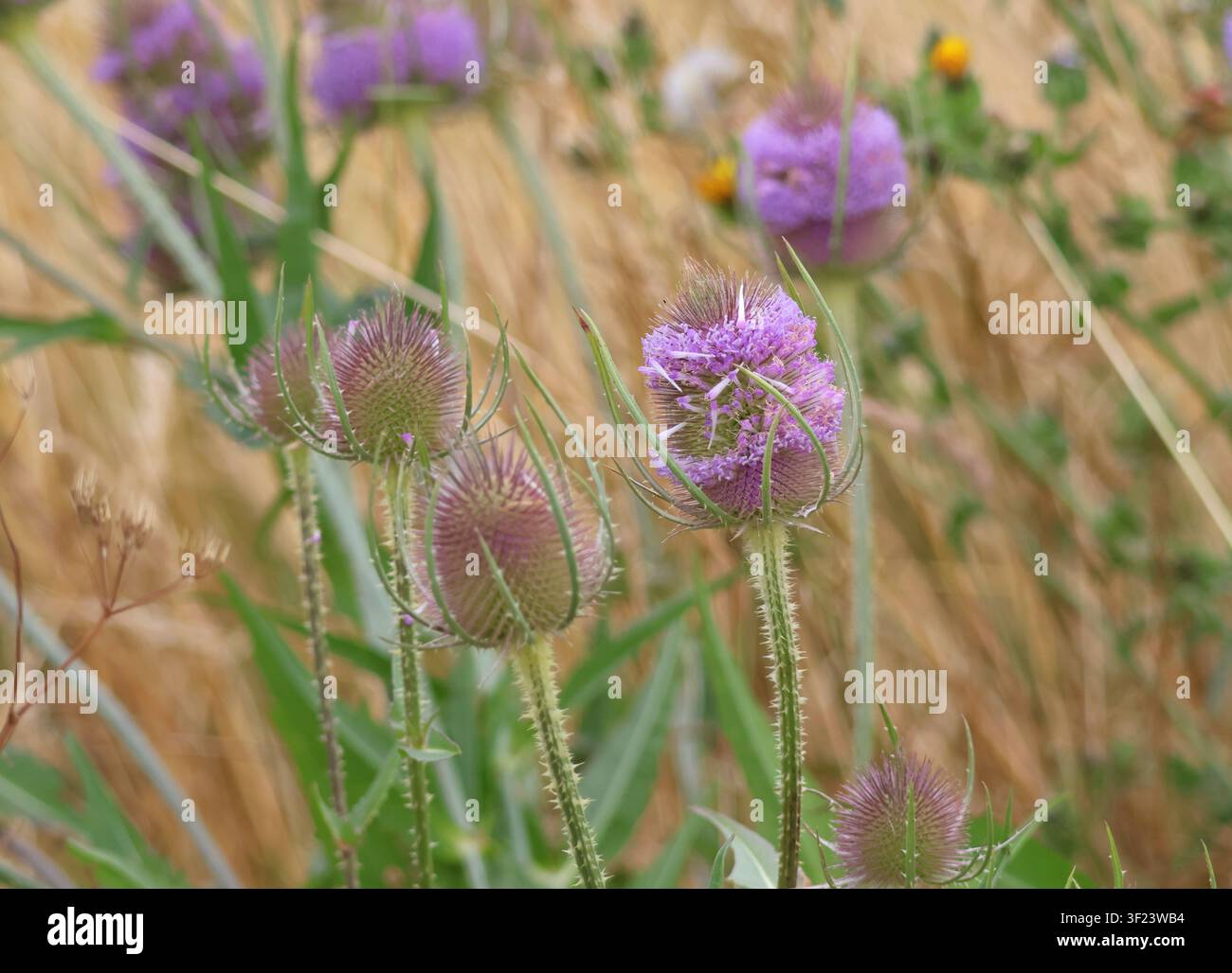 Cardo comune, Dipsacus fullonum, in fiore in estate. Suffolk, Inghilterra. Foto Stock