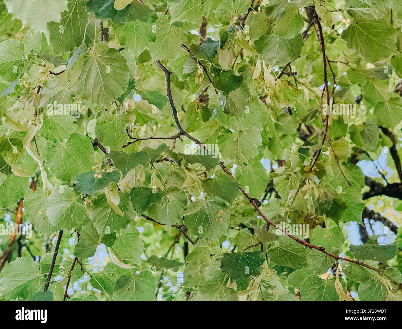 Primo piano di fronde rigogliose di tiglio verde e delicate fioriture che formano una fitta chioma estiva. Ideale per temi di natura, silvicoltura, ecologia, stagionalità Foto Stock