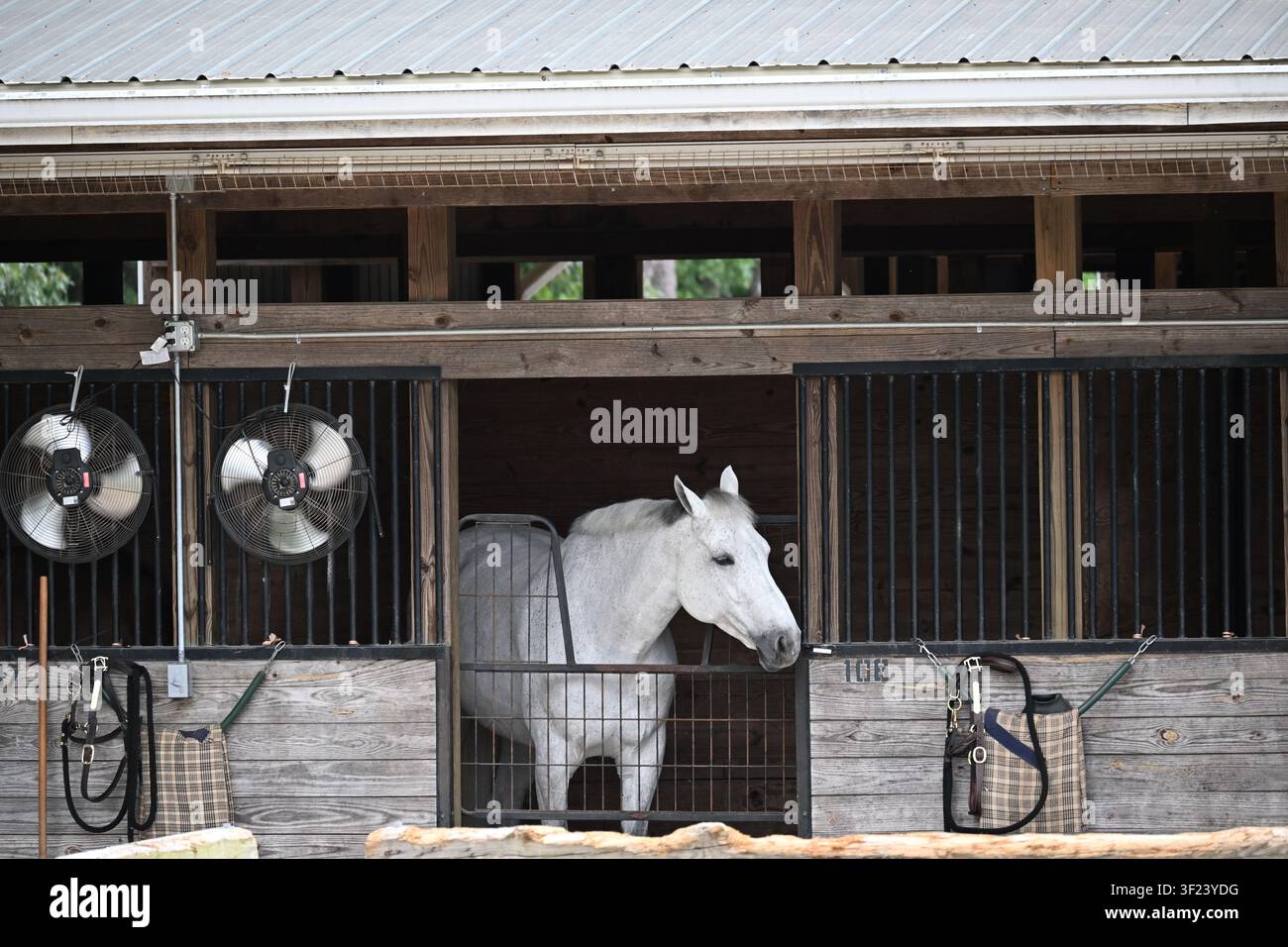 Cavallo bianco in piedi in una stalla ad Aiken, Carolina del Sud Foto Stock