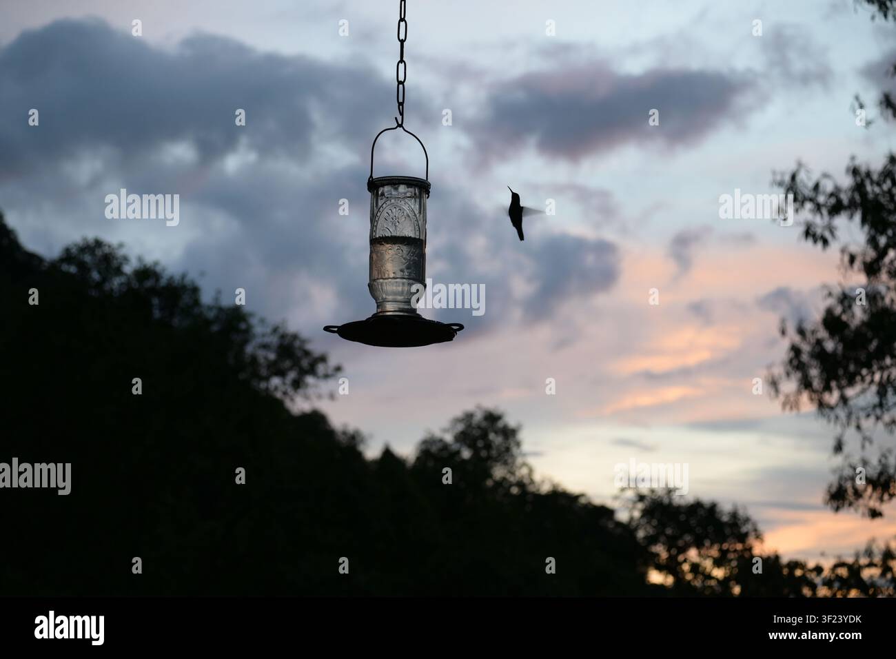Colibrì che visita una mangiatoia al tramonto a Minca, Colombia Foto Stock
