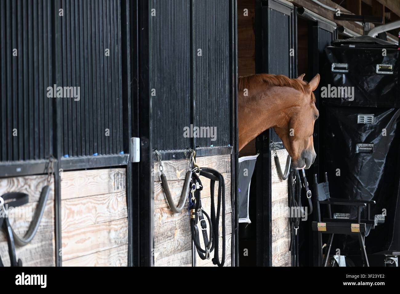 Cavallo castano che guarda fuori da una stalla ad Aiken, Carolina del Sud Foto Stock